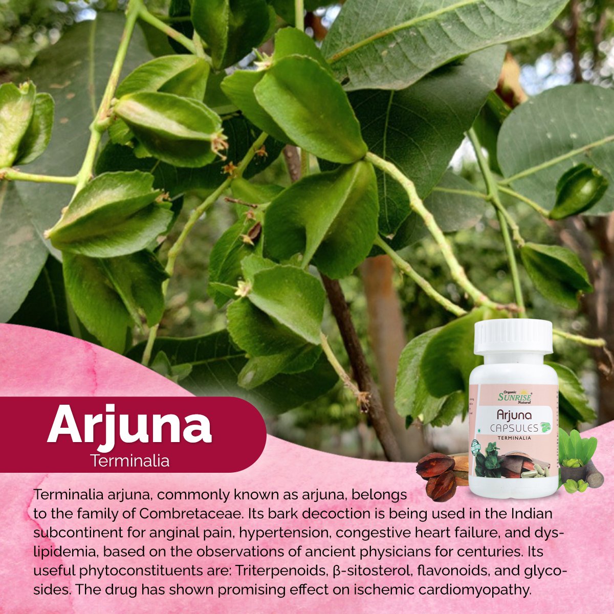 Arjuna Capsules – Ayurvedic Heart Health, Cholesterol & Blood Pressure Support | Sunrise Agriland