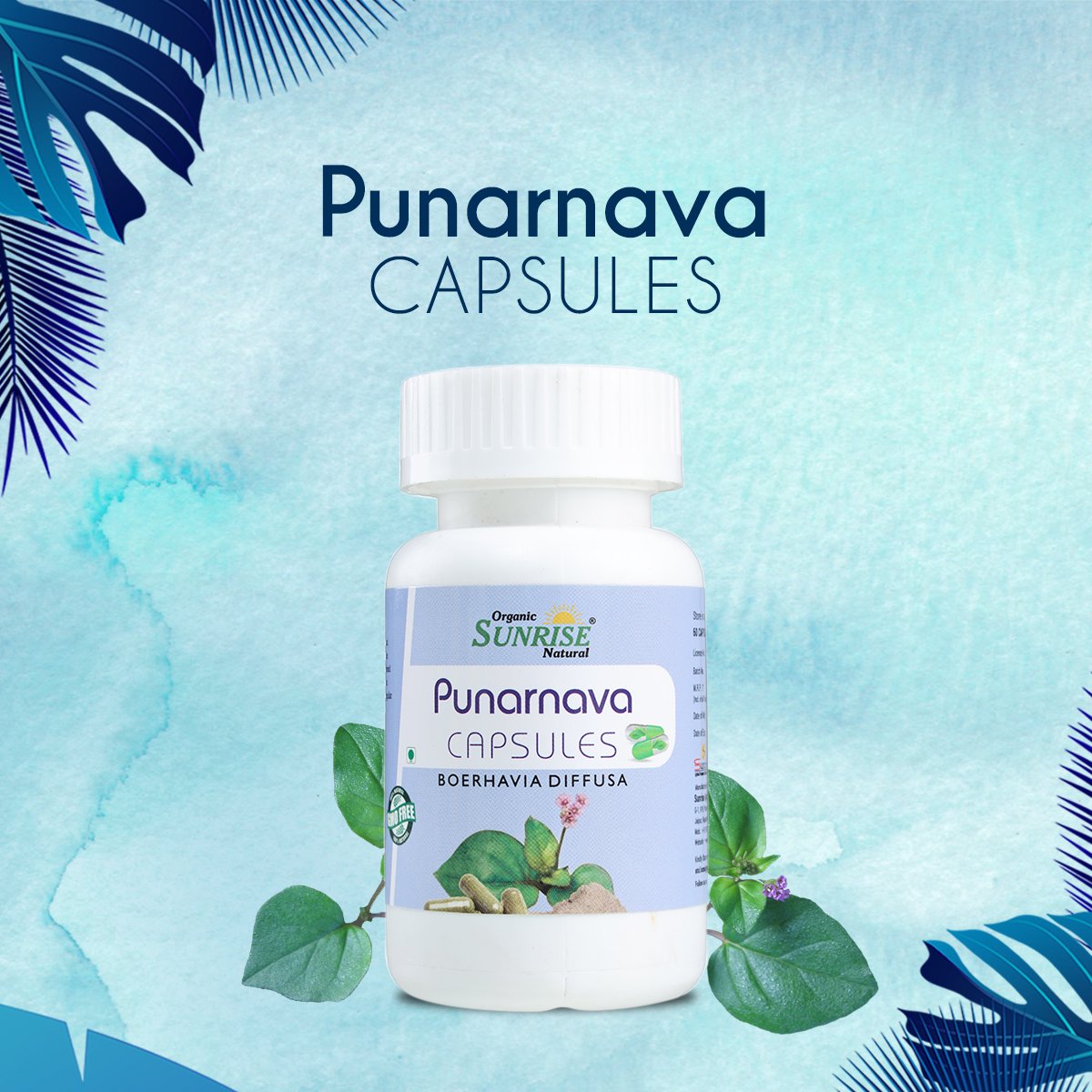 Punarnava Capsules – Kidney Support, Water Balance & Detox Support | Sunrise Agriland