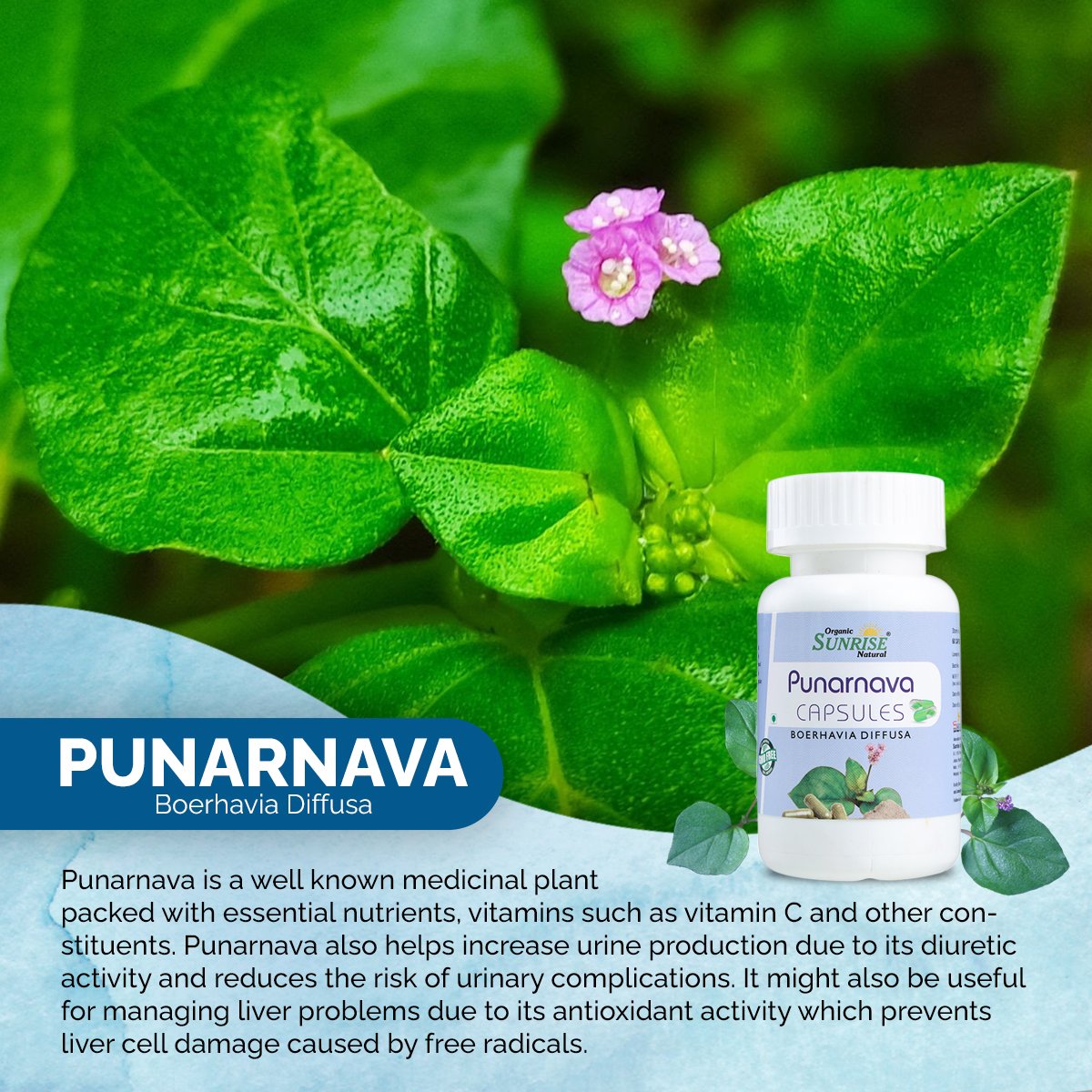 Punarnava Capsules – Kidney Support, Water Balance & Detox Support | Sunrise Agriland