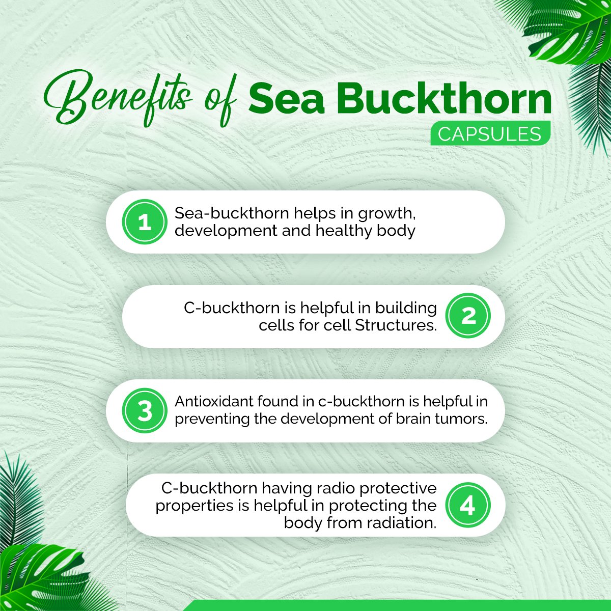 Sea Buckthorn Capsules – Skin Glow, Immunity & Antioxidant Support | Sunrise Agriland