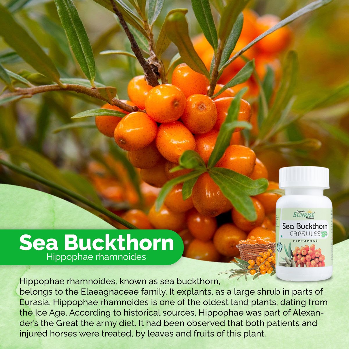 Sea Buckthorn Capsules – Skin Glow, Immunity & Antioxidant Support | Sunrise Agriland
