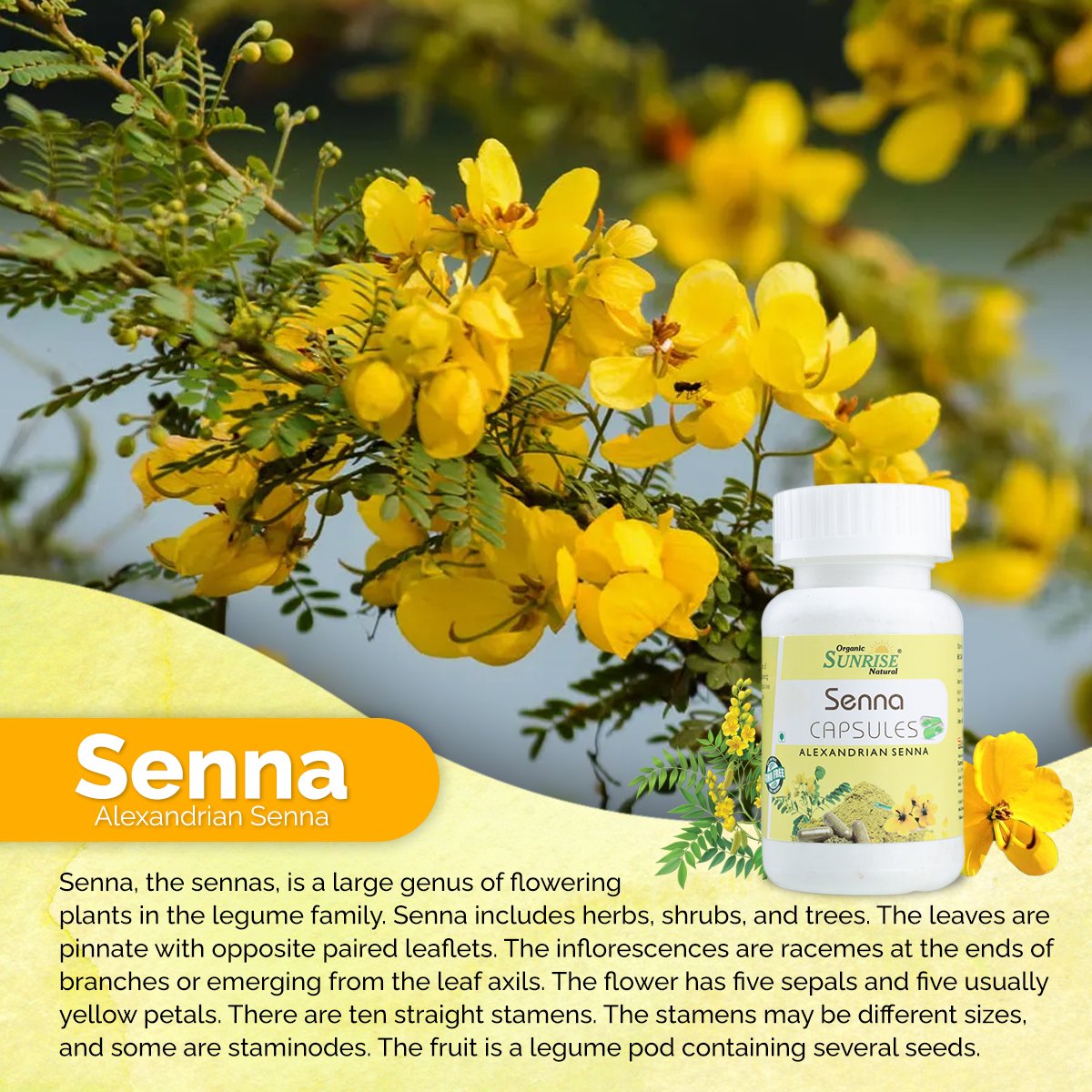 Senna Capsules – Constipation Relief & Bowel Support | Sunrise Agriland