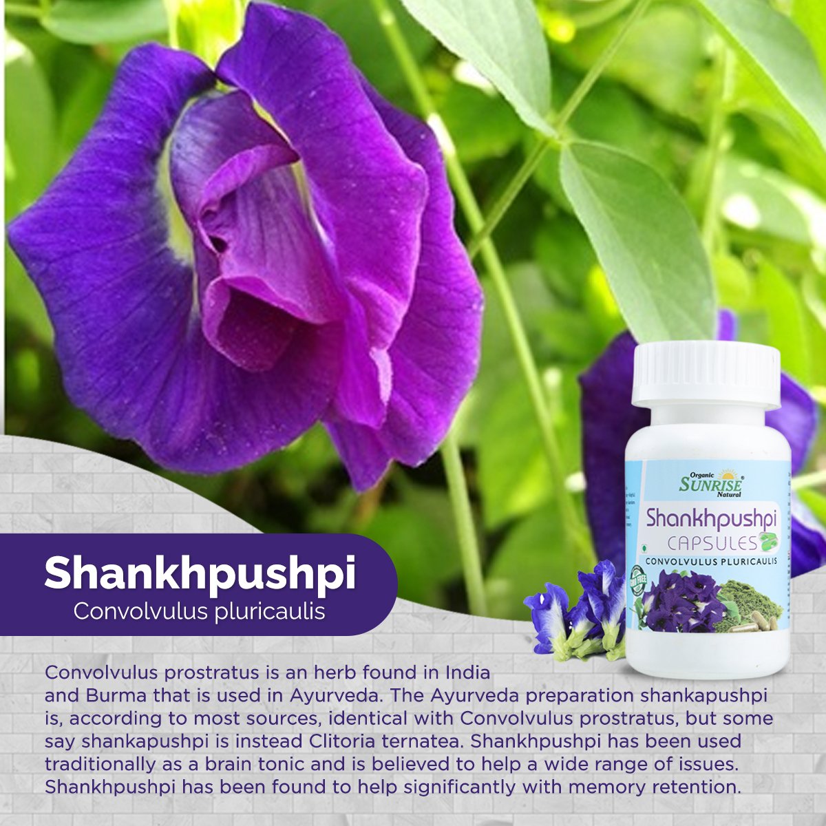 Shankhpushpi Capsules – Memory, Focus & Stress Support | Sunrise Agriland