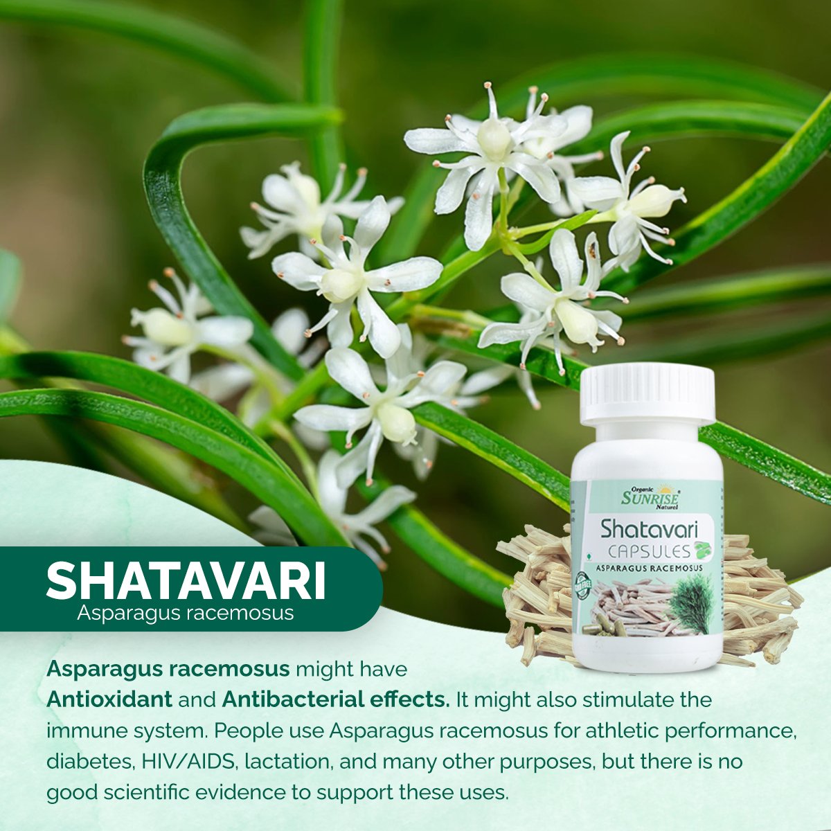 Shatavari Capsules – Women Health & Hormonal Balance Support | Sunrise Agriland