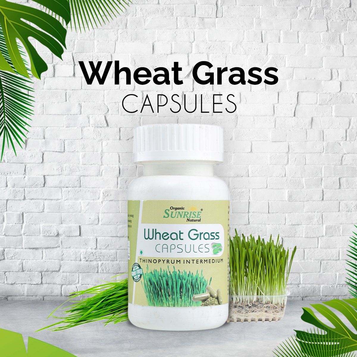 Wheatgrass Capsules – Detox, Energy & Immunity Superfood | Sunrise Agriland