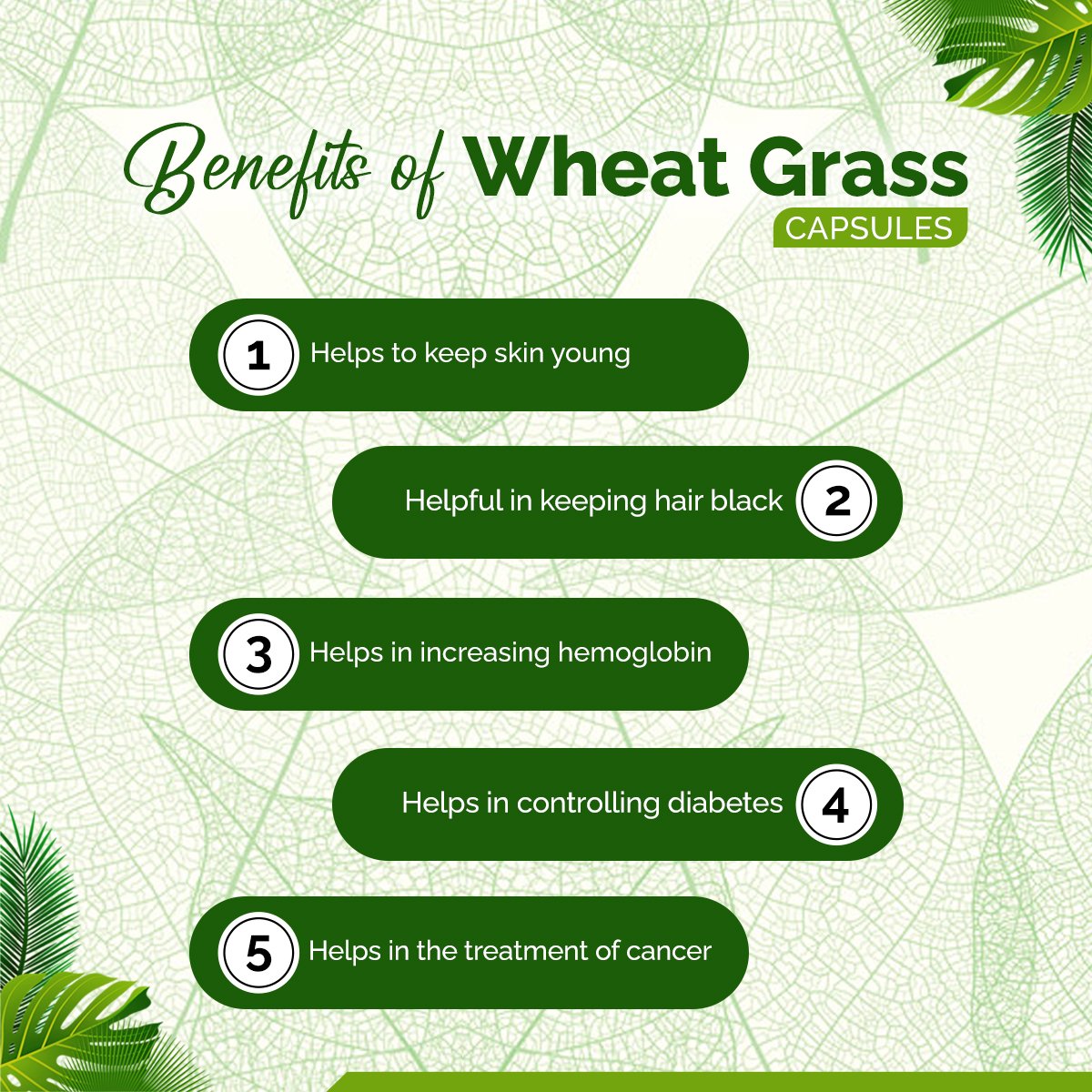 Wheatgrass Capsules – Detox, Energy & Immunity Superfood | Sunrise Agriland