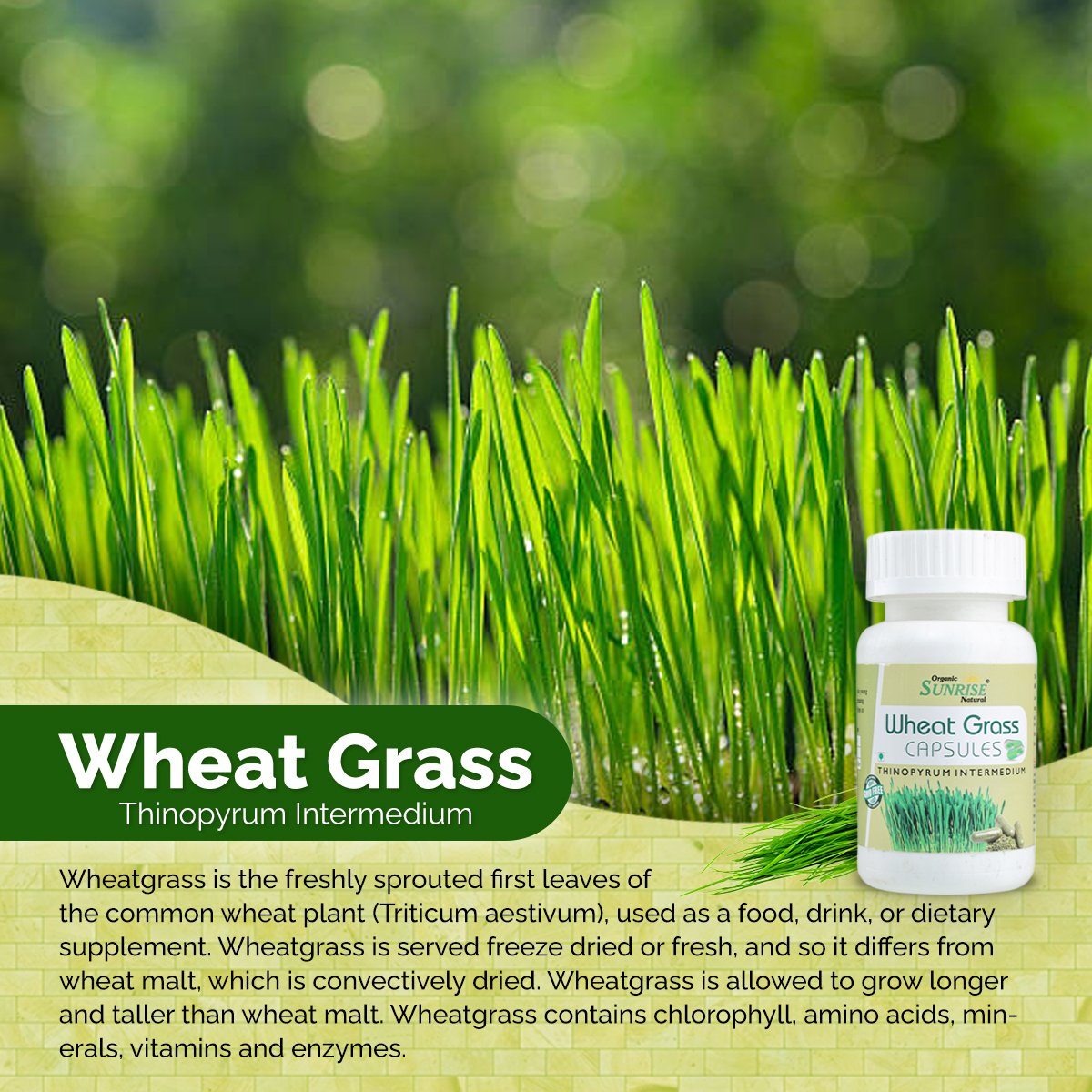 Wheatgrass Capsules – Detox, Energy & Immunity Superfood | Sunrise Agriland